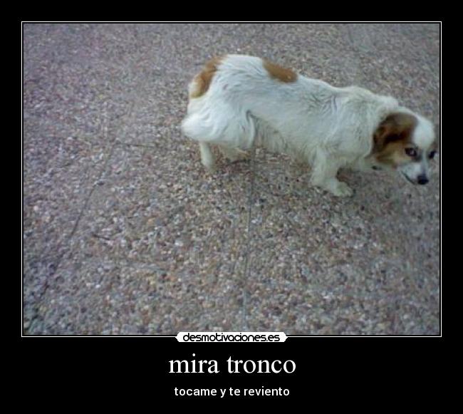 mira tronco - tocame y te reviento