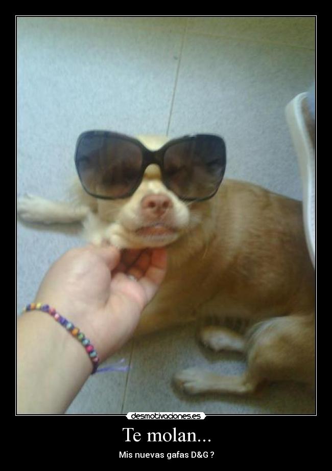 carteles molan mis nuevas gafas perrita desmotivaciones