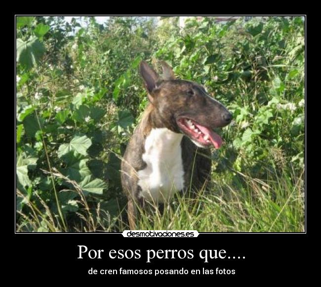 Por esos perros que.... -  de cren famosos posando en las fotos