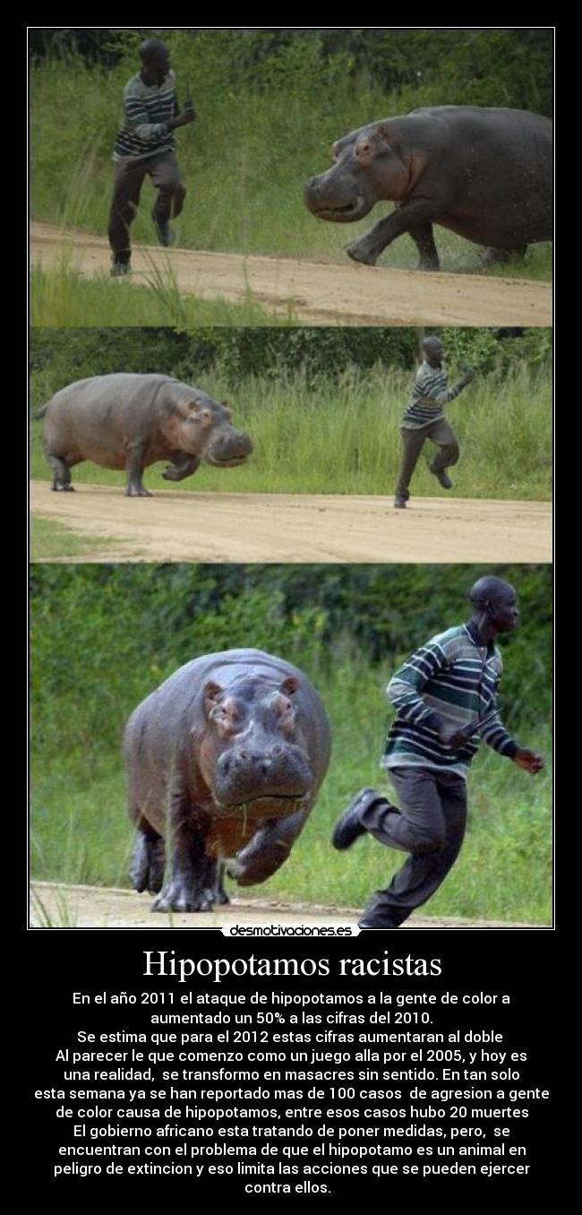 Hipopotamos racistas -