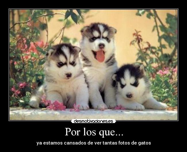 Por los que... - ya estamos cansados de ver tantas fotos de gatos