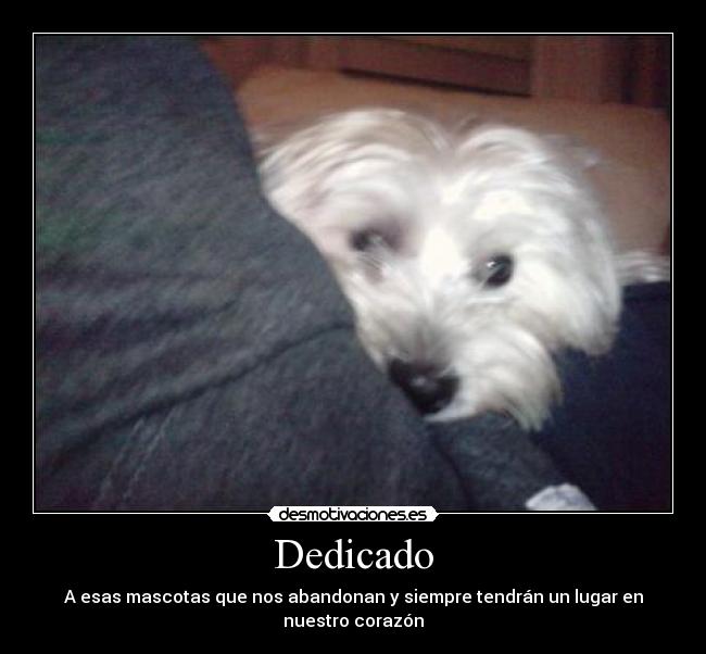 Dedicado - A esas mascotas que nos abandonan y siempre tendrán un lugar en nuestro corazón