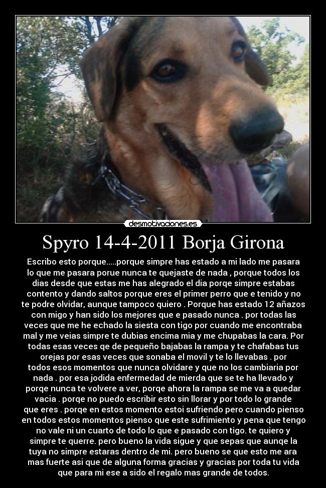 Spyro 14-4-2011 Borja Girona - Escribo esto porque.....porque simpre has estado a mi lado me pasara
lo que me pasara porue nunca te quejaste de nada , porque todos los
dias desde que estas me has alegrado el dia porqe simpre estabas
contento y dando saltos porque eres el primer perro que e tenido y no
te podre olvidar, aunque tampoco quiero . Porque has estado 12 añazos
con migo y han sido los mejores que e pasado nunca . por todas las
veces que me he echado la siesta con tigo por cuando me encontraba
mal y me veias simpre te dubias encima mia y me chupabas la cara. Por
todas esas veces qe de pequeño bajabas la rampa y te chafabas tus
orejas por esas veces que sonaba el movil y te lo llevabas . por
todos esos momentos que nunca olvidare y que no los cambiaria por
nada . por esa jodida enfermedad de mierda que se te ha llevado y
porqe nunca te volvere a ver, porqe ahora la rampa se me va a quedar
vacia . porqe no puedo escribir esto sin llorar y por todo lo grande
que eres . porqe en estos momento estoi sufriendo pero cuando pienso
en todos estos momentos pienso que este sufrimiento y pena que tengo
no vale ni un cuarto de todo lo que e pasado con tigo. te quiero y
simpre te querre. pero bueno la vida sigue y que sepas que aunqe la
tuya no simpre estaras dentro de mi. pero bueno se que esto me ara
mas fuerte asi que de alguna forma gracias y gracias por toda tu vida
que para mi ese a sido el regalo mas grande de todos.