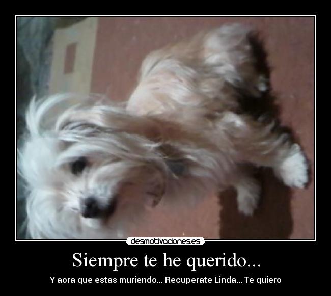 Siempre te he querido... - 