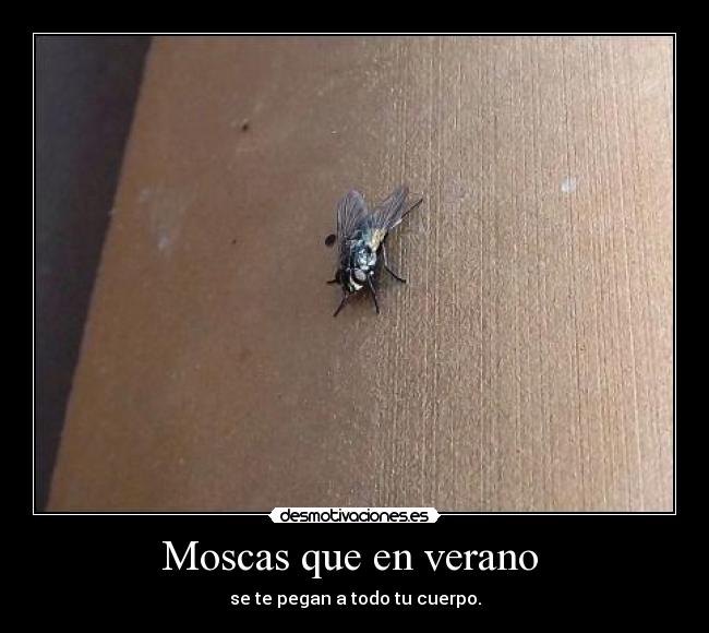 Moscas que en verano -