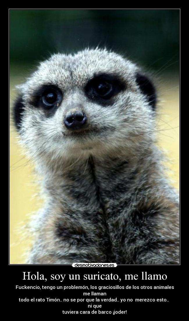 Hola, soy un suricato, me llamo - 