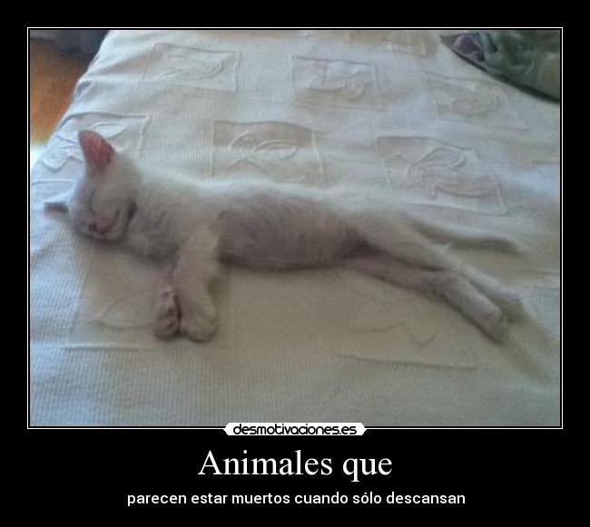 carteles animales foto propia gatos muerte muerto dormir dormido desmotivaciones