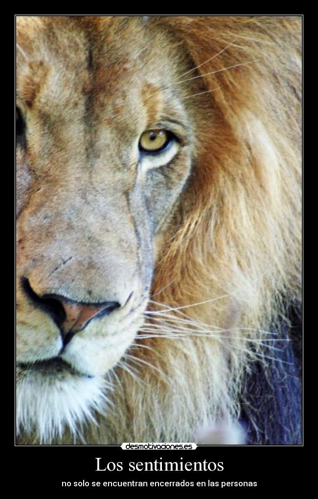 Los sentimientos - no solo se encuentran encerrados en las personas