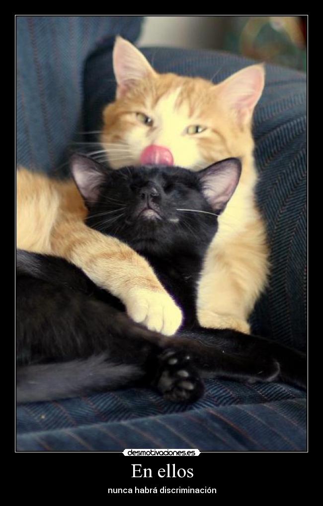 En ellos - nunca habrá discriminación