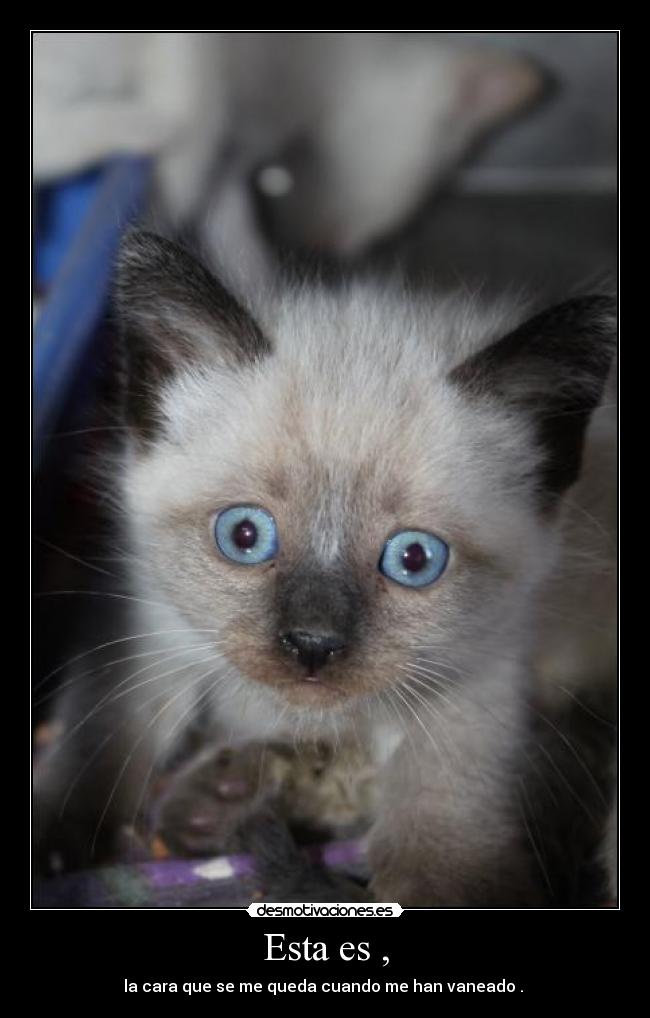 Esta es , - la cara que se me queda cuando me han vaneado .