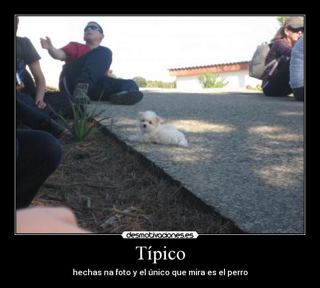 Típico - hechas na foto y el único que mira es el perro