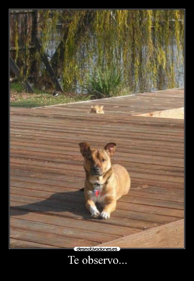 carteles gato desmotivaciones