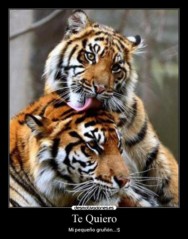 carteles amor carino desmotivaciones