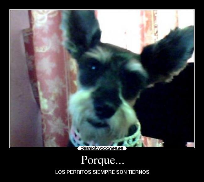 Porque... -