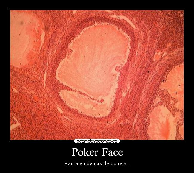 Poker Face - Hasta en óvulos de coneja...