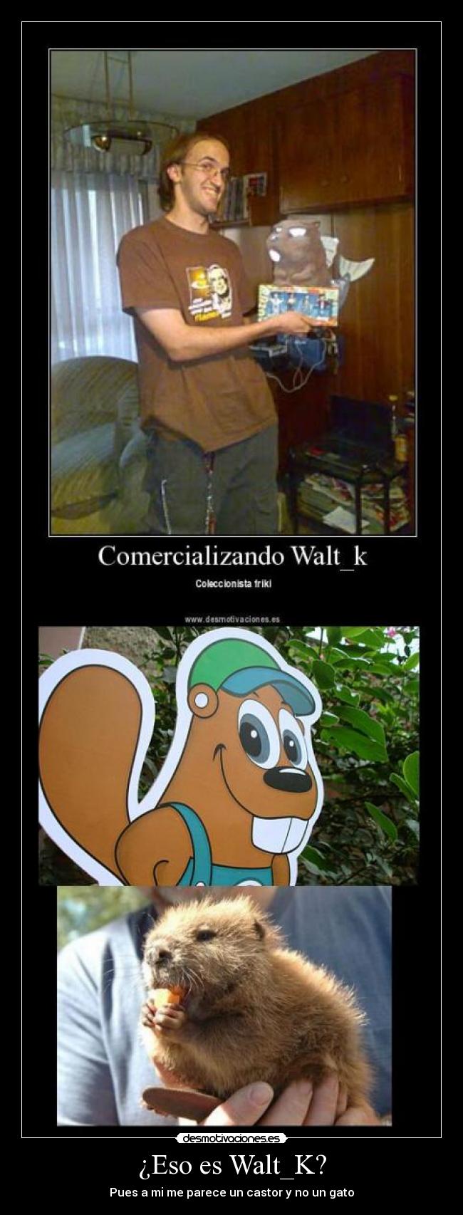 ¿Eso es Walt_K? - Pues a mi me parece un castor y no un gato