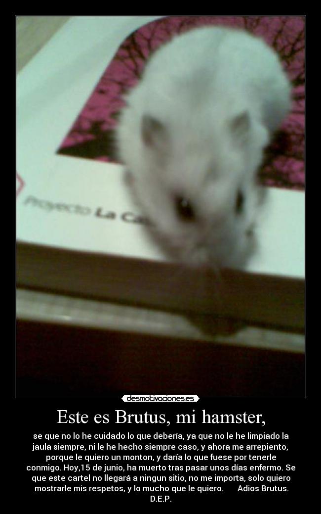 Este es Brutus, mi hamster, - 