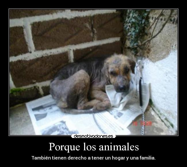 Porque los animales - 