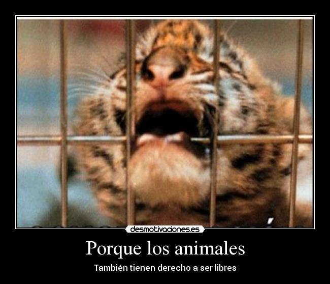 Porque los animales -