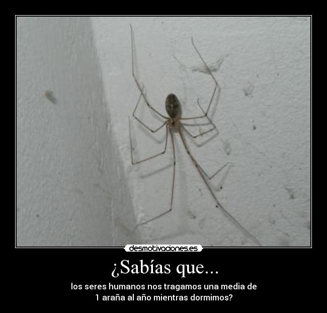 ¿Sabías que... -
