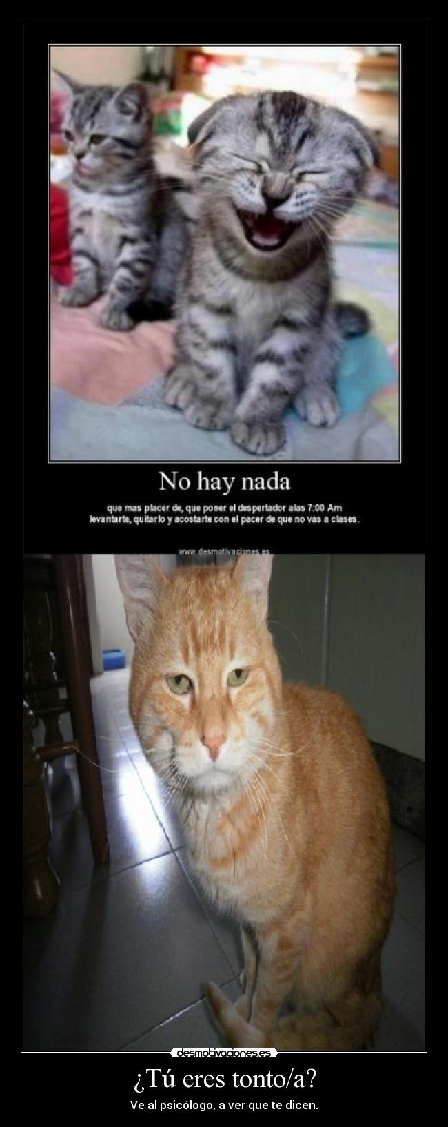 ¿Tú eres tonto/a? - Ve al psicólogo, a ver que te dicen.