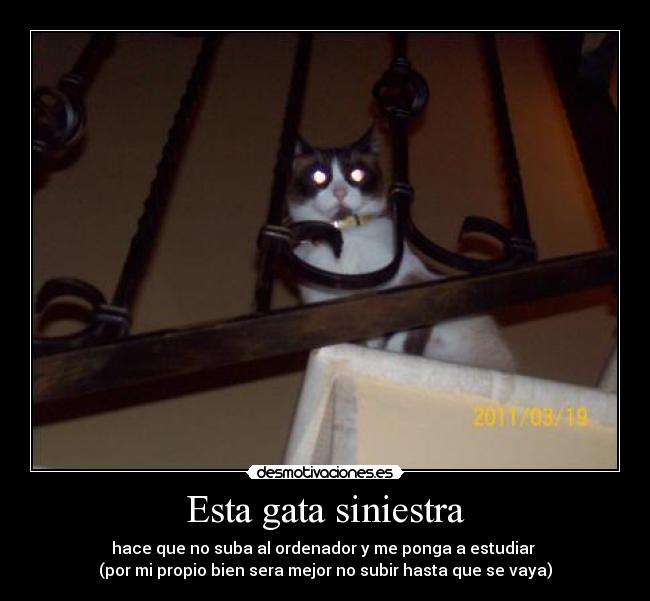Esta gata siniestra -