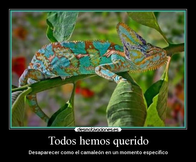 Todos hemos querido - Desaparecer como el camaleón en un momento especifico