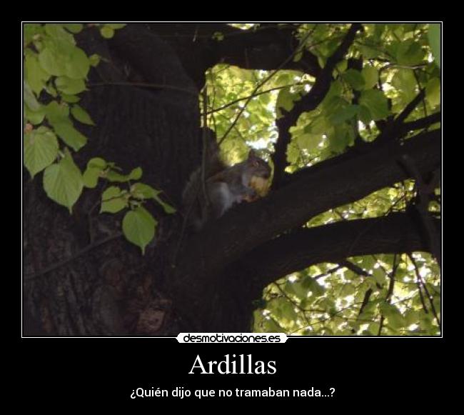 carteles ardillas desmotivaciones