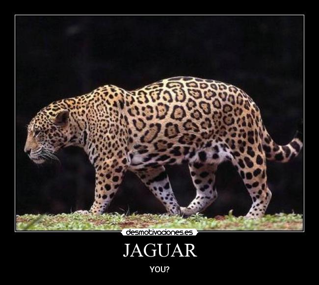 JAGUAR - 