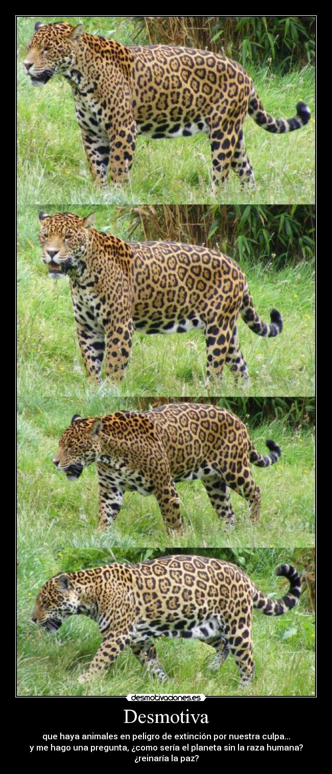 Desmotiva - que haya animales en peligro de extinción por nuestra culpa...
y me hago una pregunta, ¿como sería el planeta sin la raza humana?
¿reinaría la paz?