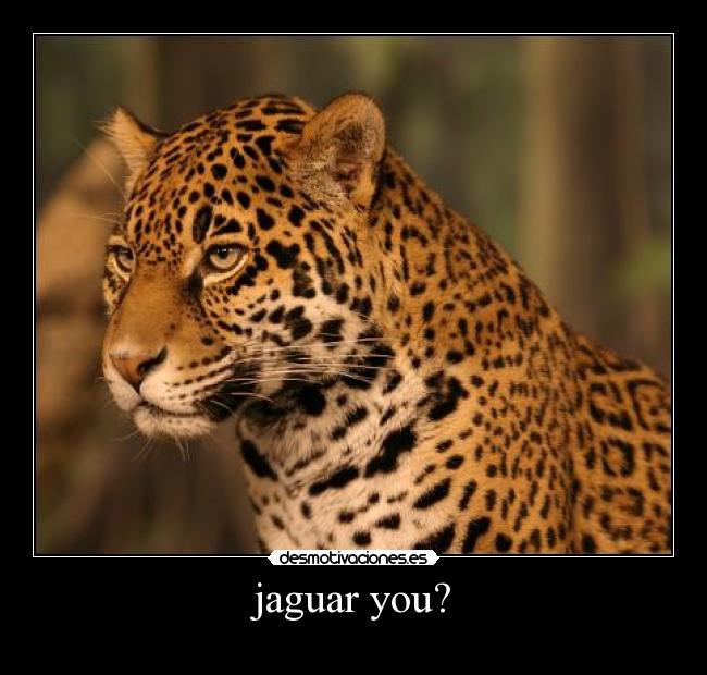 jaguar you? -