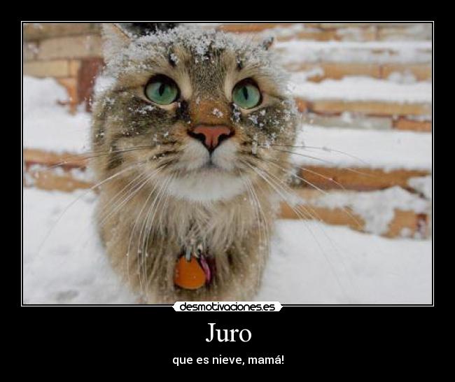 Juro -