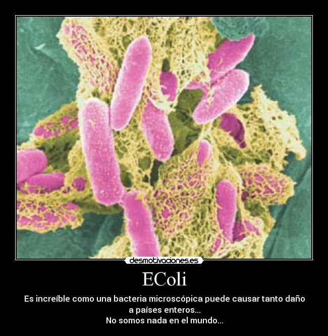 EColi - Es increíble como una bacteria microscópica puede causar tanto daño
a países enteros...
No somos nada en el mundo...