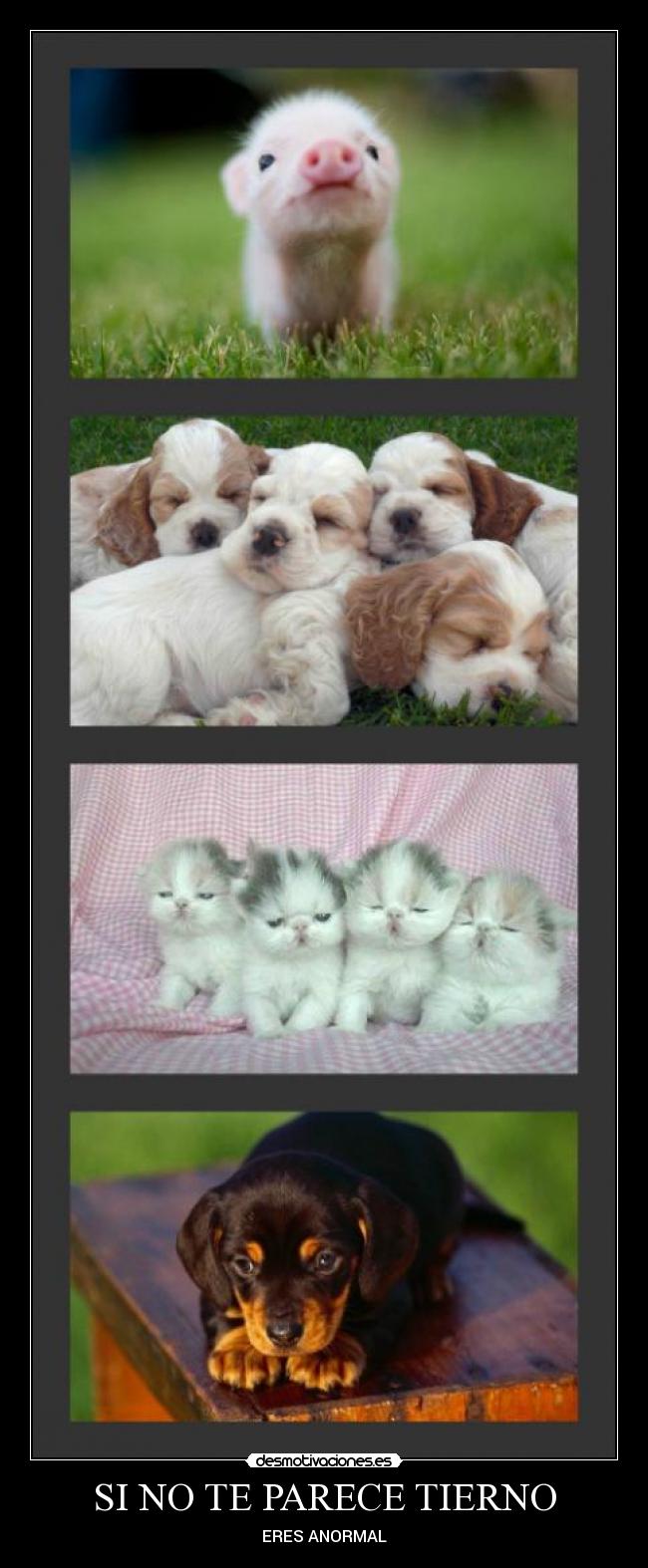 SI NO TE PARECE TIERNO - ERES ANORMAL