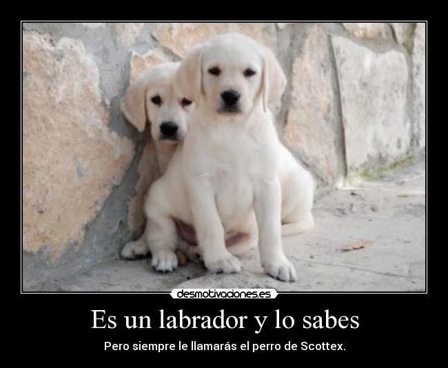 Es un labrador y lo sabes - 