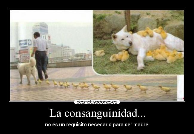La consanguinidad... - 