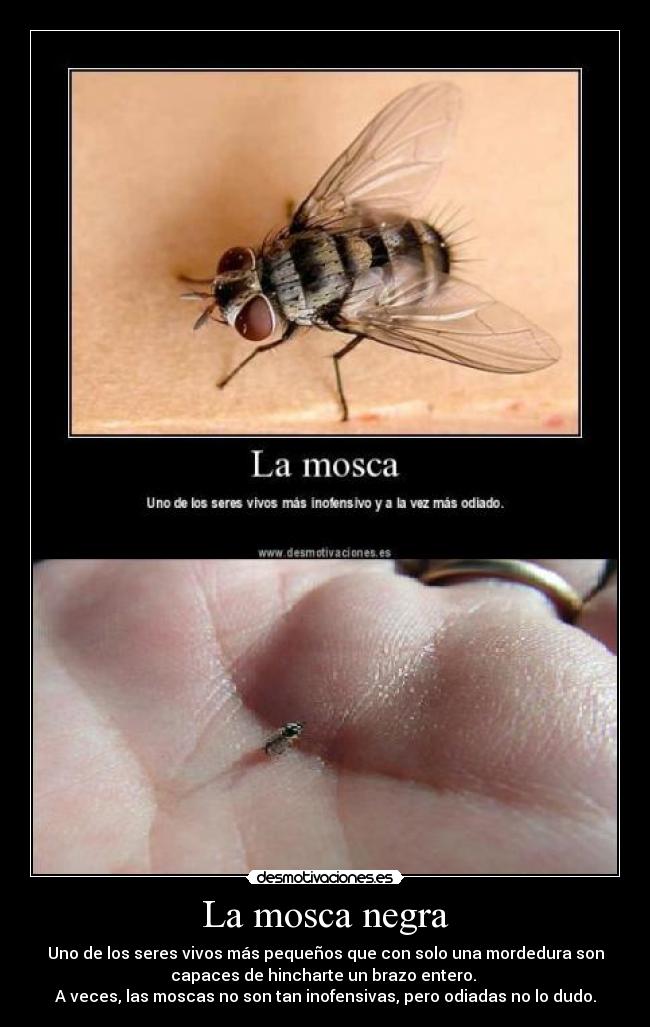 La mosca negra -