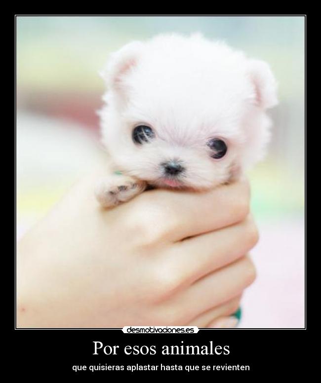 Por esos animales -
