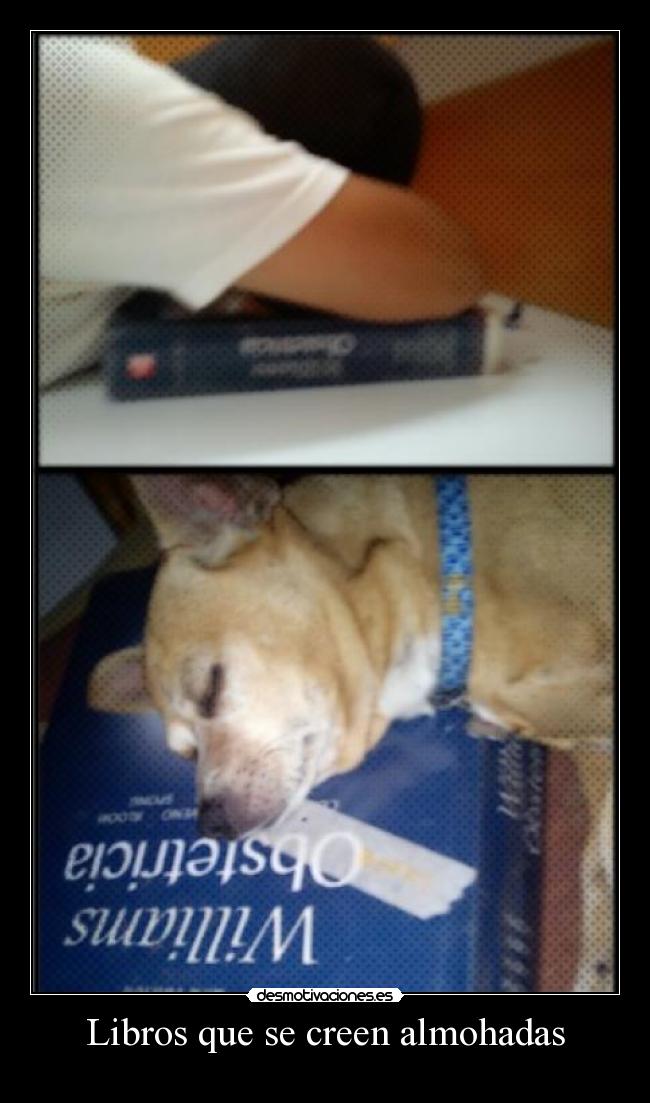 carteles libros que creen almohadas desmotivaciones