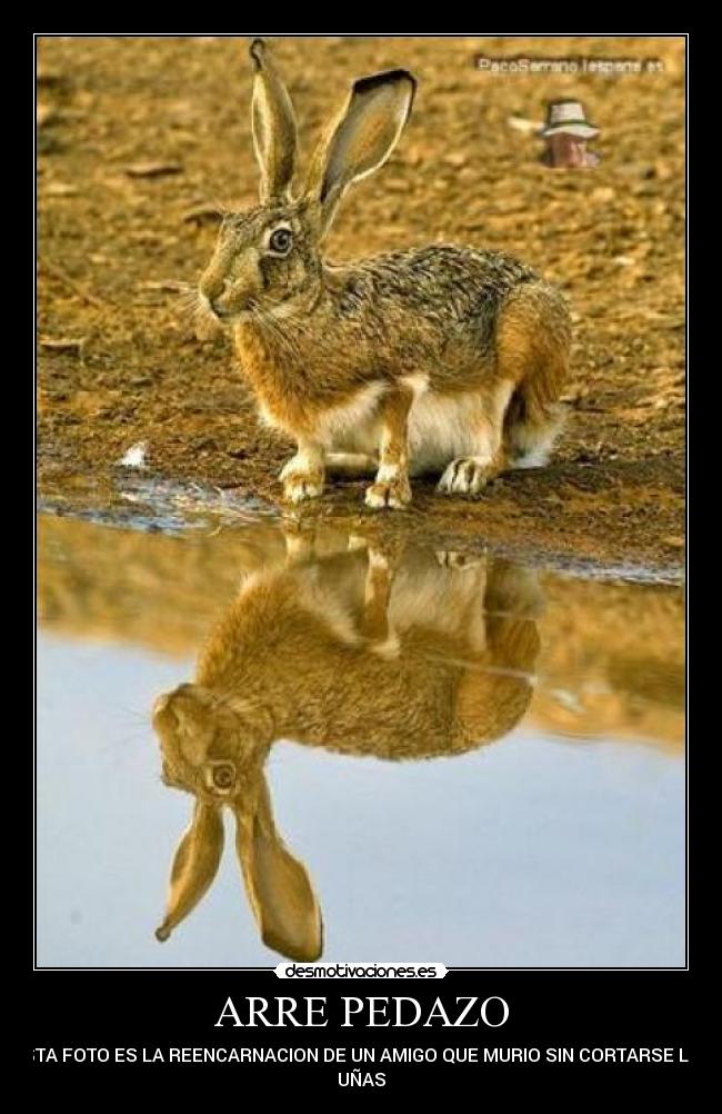 ARRE PEDAZO - ESTA FOTO ES LA REENCARNACION DE UN AMIGO QUE MURIO SIN CORTARSE LAS
UÑAS