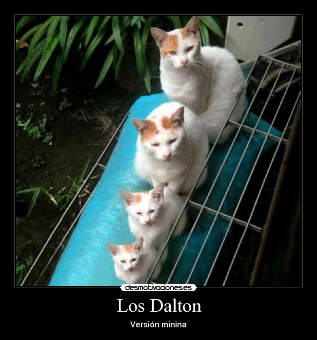 Los Dalton -
