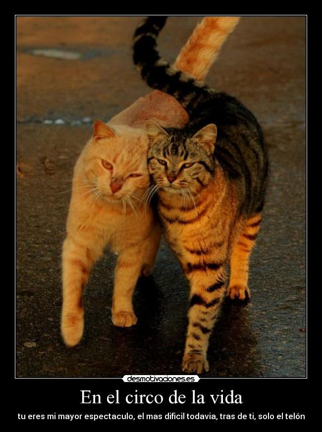 En el circo de la vida - tu eres mi mayor espectaculo, el mas dificil todavia, tras de ti, solo el telón