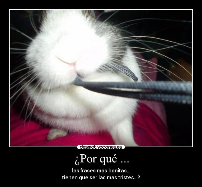 ¿Por qué ... - las frases más bonitas...
tienen que ser las mas tristes...?