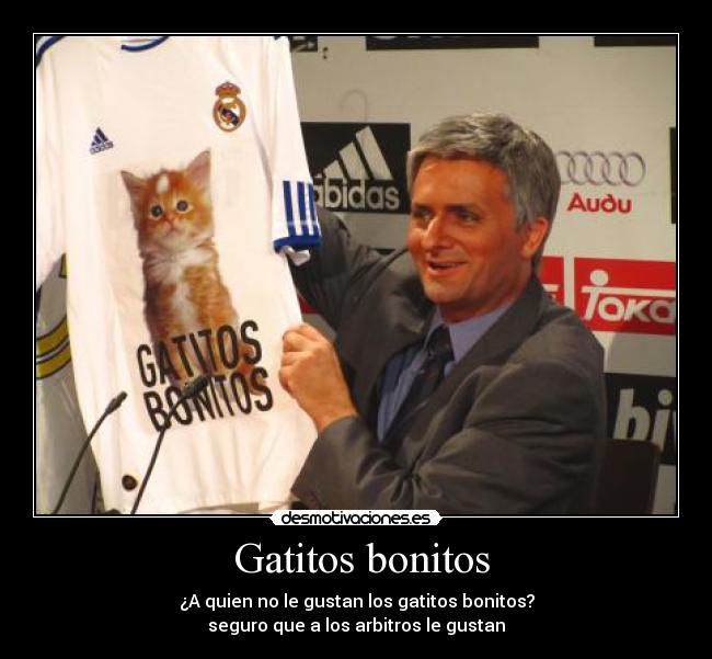 Gatitos bonitos -