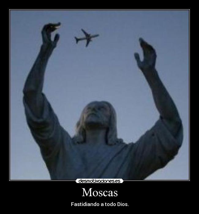 Moscas -
