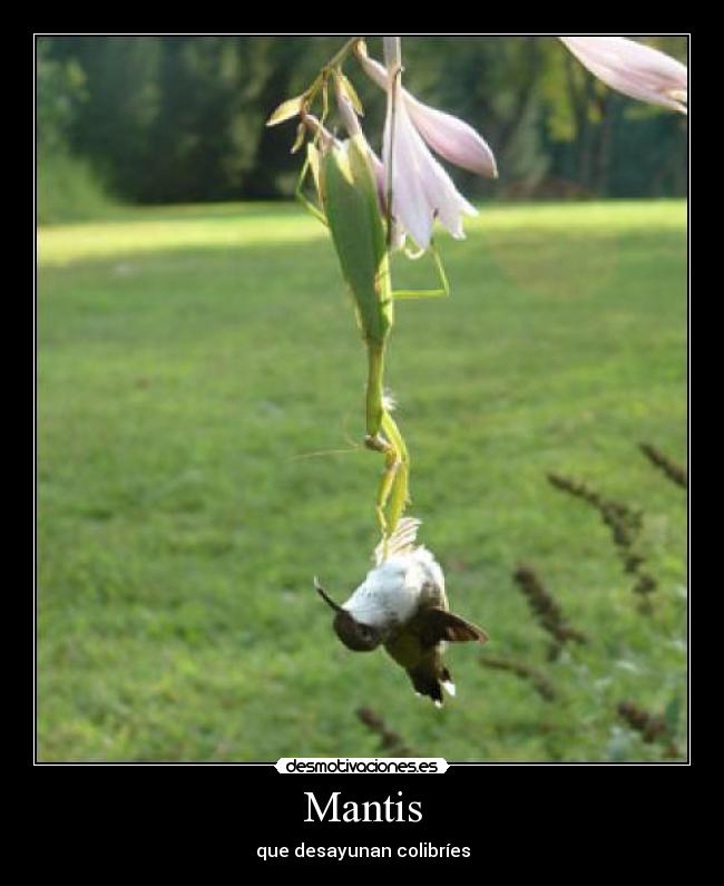 Mantis - 