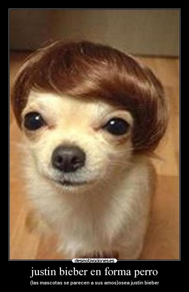 justin bieber en forma perro - 