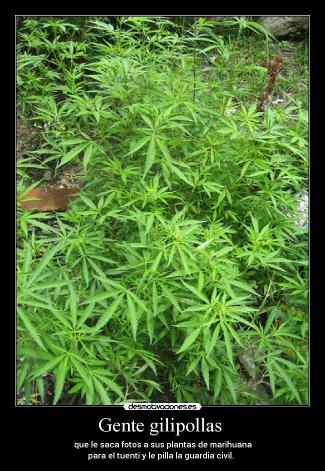 Gente gilipollas - que le saca fotos a sus plantas de marihuana
para el tuenti y le pilla la guardia civil.