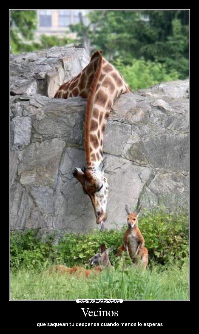 Vecinos - que saquean tu despensa cuando menos lo esperas