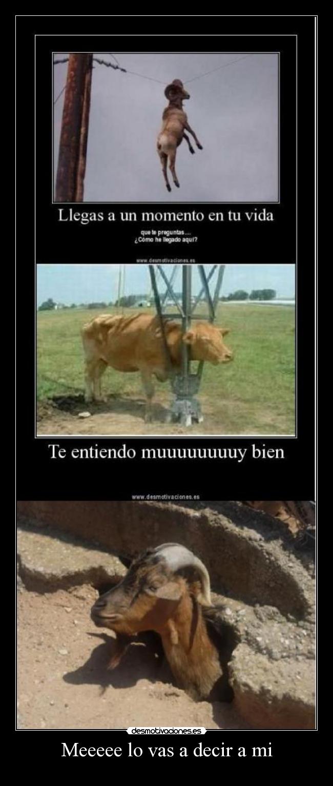 Meeeee lo vas a decir a mi -